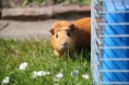 /album/verschiedene/meerschweine-entchen-eichhorn-014-jpg/